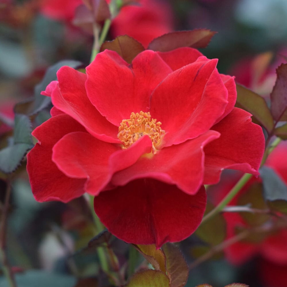 Live Heirloom Roses - High Quality Miracle On The Hudson® Rose Bush ...