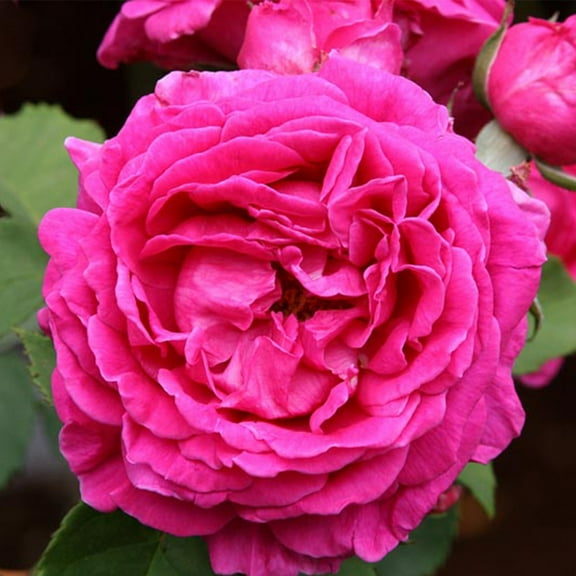 Heirloom Roses - Mme Isaac Pereire Bourbons Rose Bush - Live Rose Plant Ready To Plant