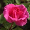 thumbnail image 1 of Heirloom Roses - Morden Centennial Hardy Rose Plant, 1 of 4