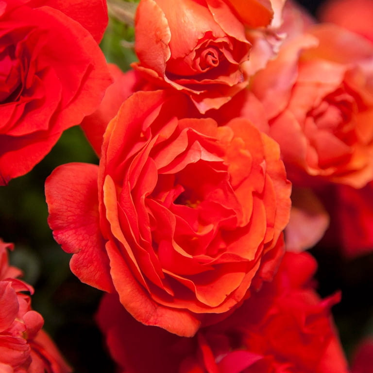 Heirloom Roses - Nelson Mandela Floribunda Rose Plant - Walmart.com