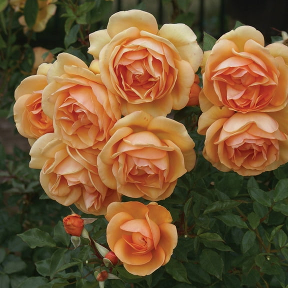 Heirloom Roses Orange Rose Bush Live Plants