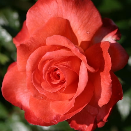 Heirloom Roses Orange Rose Live Shrub