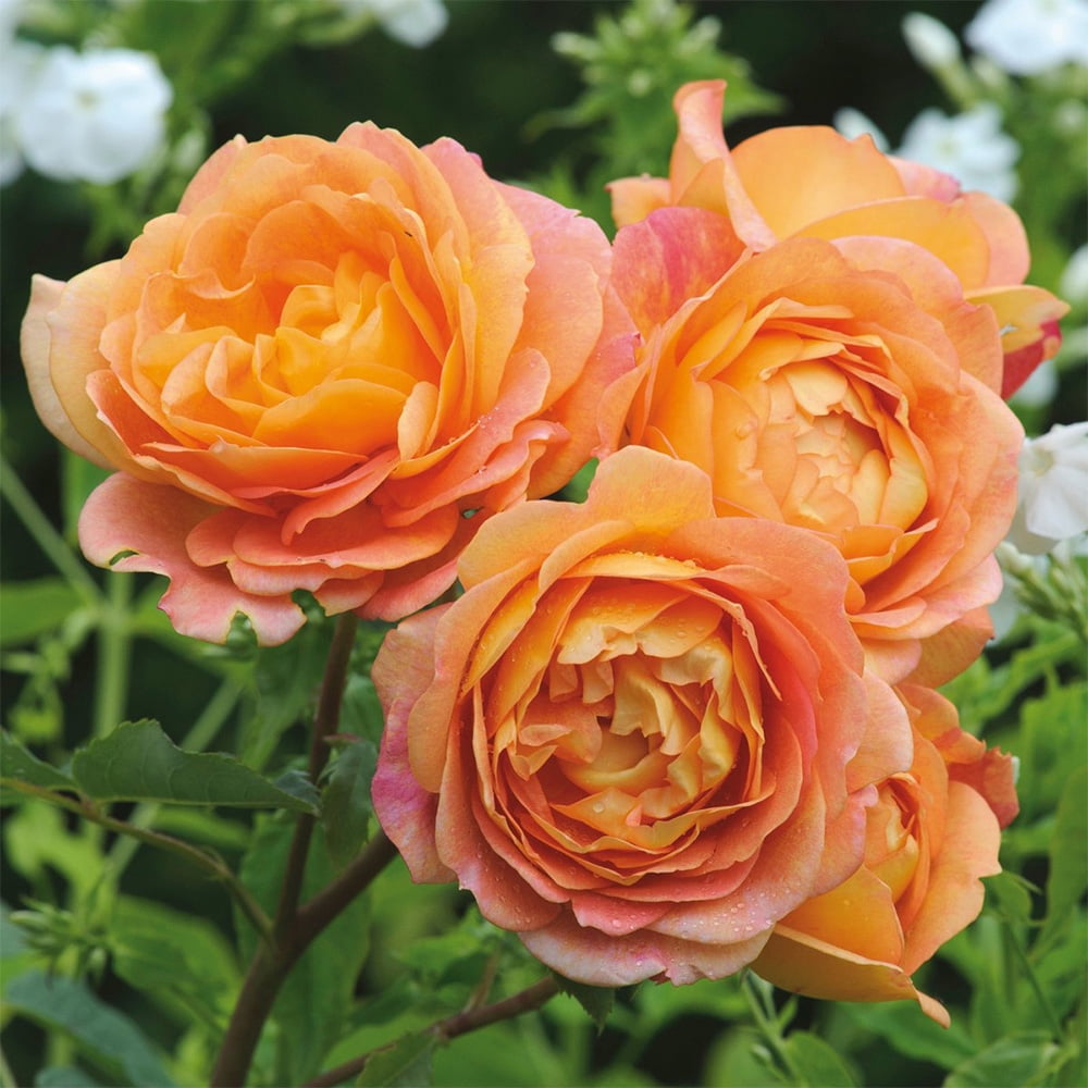 Heirloom Roses Orange Rose Plant - The Lady of Shalott David Austin Rose Bush , Live Fragrant Plants For Outdoors