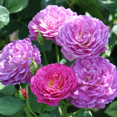 Heirloom Roses Outta The Blue Live Shrub
