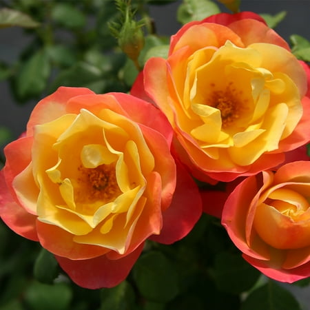 Heirloom Roses - Painted Moon Hybrid Tea Rose Bush - Live Rose Bushes Plant For Outside