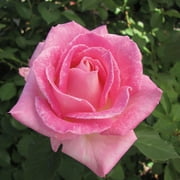 Heirloom Roses - Painted Porcelain Hybrid Tea Rose Plant