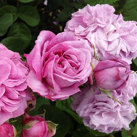 Heirloom Roses Pink Rose Bush - Own-Root One Gallon Baronne Prvost Hybrid Perpetual Rose