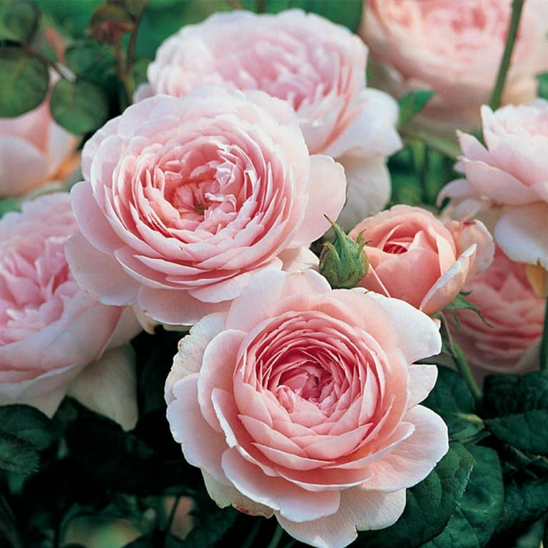 Heirloom Roses Pink Rose Bush, Queen of Sweden David Austin Plant