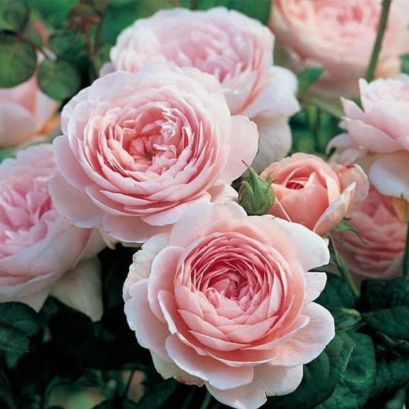 Heirloom Roses Pink Rose Bush - The Queen Of Sweden David Austin Plant , Fragrant Live Plants For Outdoors , Own Root Bushes For Planting