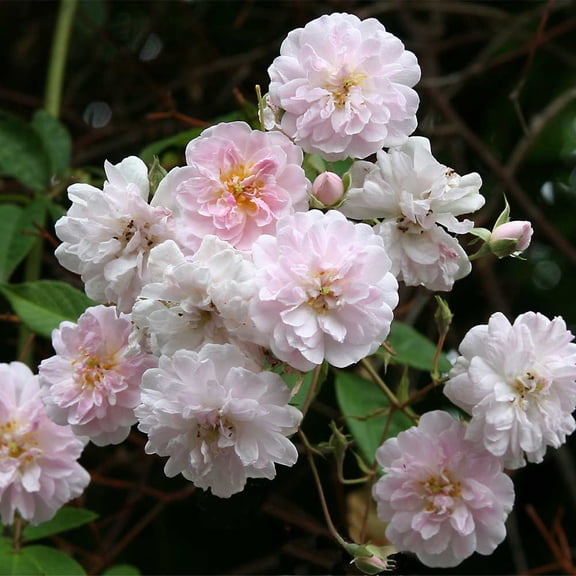 Heirloom Roses Pink Rose Bushes - Paul's Himalayan Musk Rose Plant