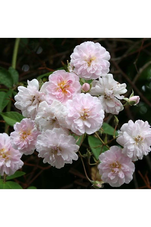 Pink Rose Bushes - Paul's Himalayan Musk Rose Plant