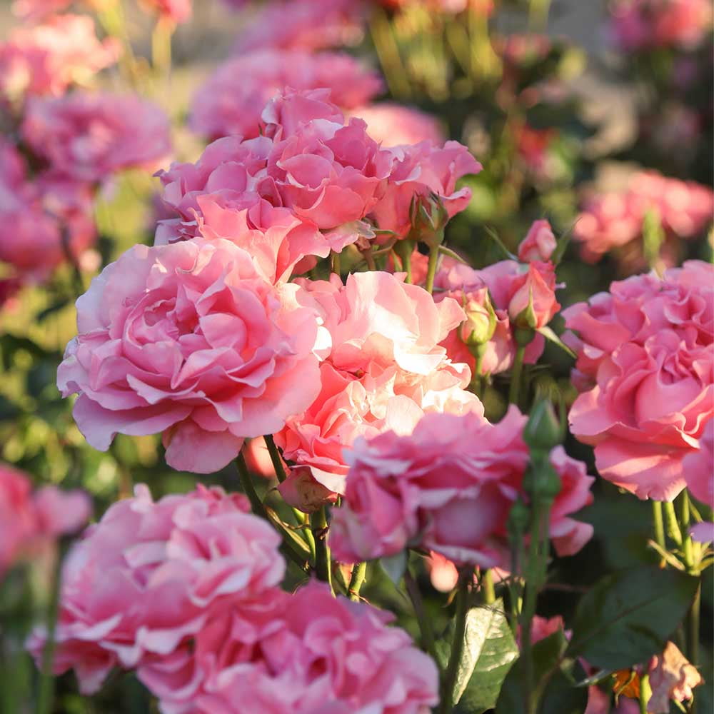 Plant Gift France Rose Tea, Fragrant Natural Pink India