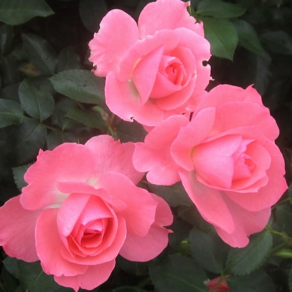 Heirloom Roses Pink Rose Plant - Passionate Kisses Floribunda Rose - Own Root Roses