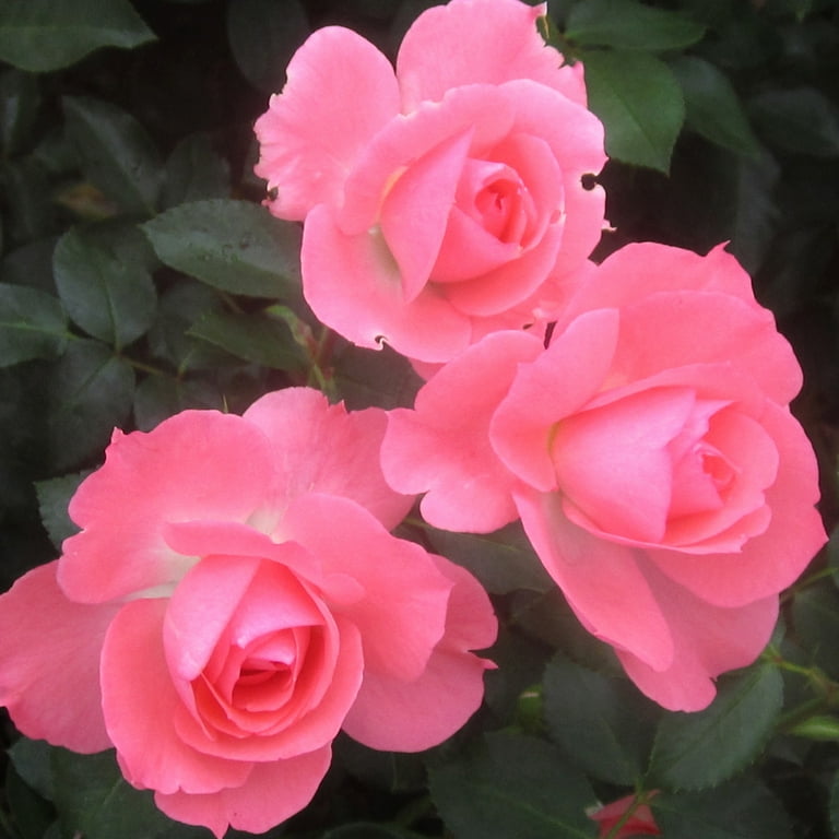 Heirloom Roses Pink Rose Plant - Passionate Kisses Floribunda Rose