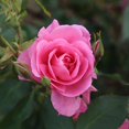 thumbnail image 1 of Heirloom Roses Pink Rose Plant - Prairie Princess Hardy Rose Bush - Pink Flowers For Garden, 1 of 4