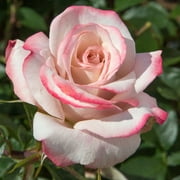 Heirloom Roses - Pinkerbelle  Hybrid Tea Rose Plant