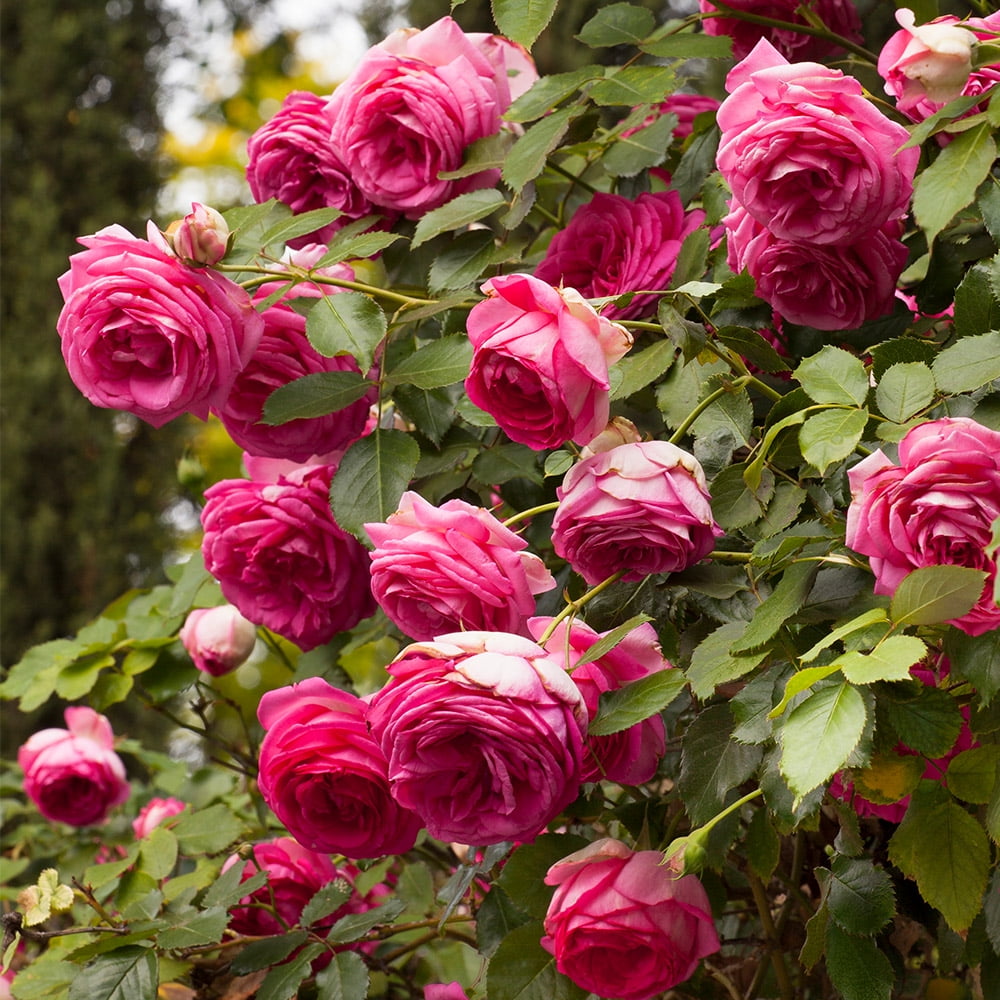 Heirloom Roses Pretty in Pink Eden Climber, Ready Flowers Real Garden Live  Rose Bush - Walmart.com