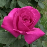 Heirloom Roses - Purple Beauty Live Hybrid Tea Rose Bush with Fragrant ...