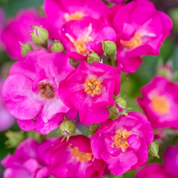 Heirloom Roses Purple Rose Bush - Grape Jelly™ Floribunda Live Plant ...