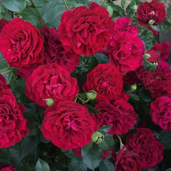 Heirloom Roses Red Rose Bush - Braveheart™ Shrub , Live Rose Plant