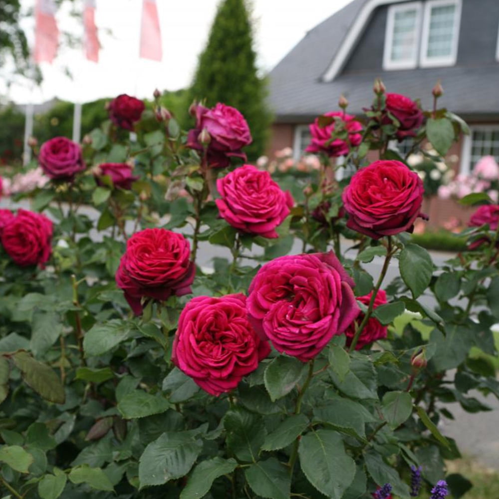 Heirloom Roses Red Rose Bush - Parfuma® Dark Desire™ Grandiflora , Live Rose  Plant - Walmart.com, image size:1000x1000