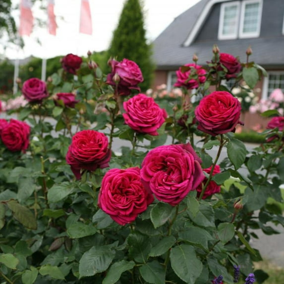 Heirloom Roses Red Rose Bush - Parfuma® Dark Desire™ Grandiflora , Live Rose Plant