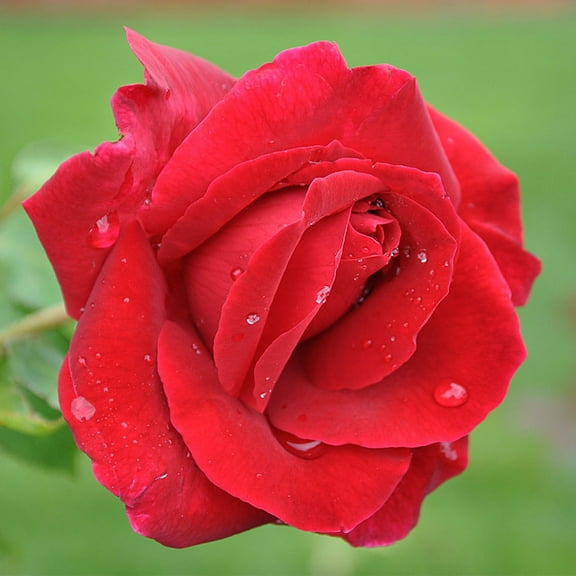 Heirloom Roses Red Rose Bush - The Mister Lincoln Hybrid Tea Plant , Live Fragrant Plants For Outdoors , Own Root Bushes For Planting ,