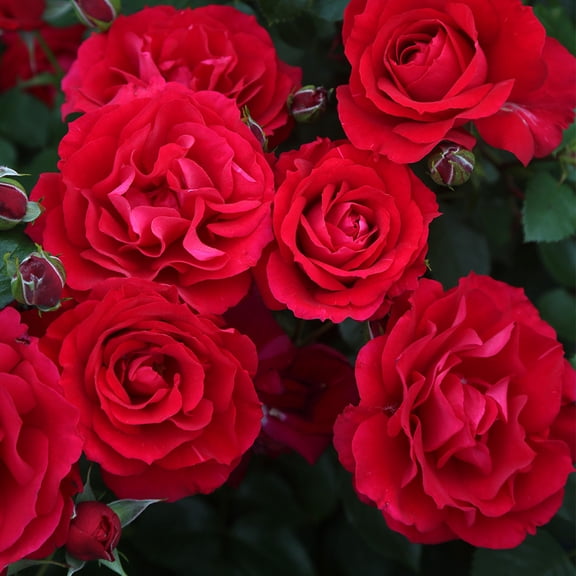 Heirloom Roses Red Rose Bush - The Prince's Trust English Legend , Live Rose Plant
