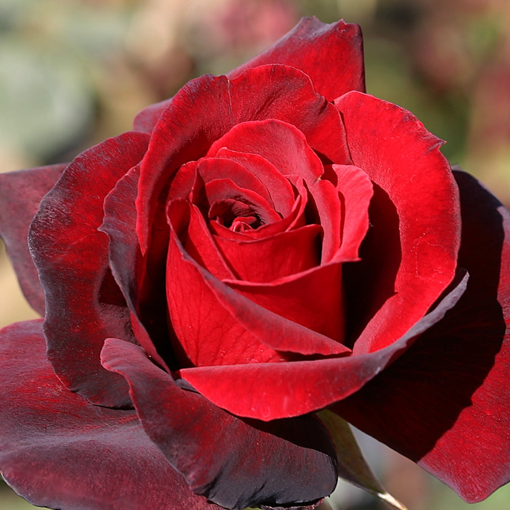 Heirloom Roses Red Rose Bushes - Madonna™ Hybrid Tea Rose Plant - Rose Bushes Ready To Plant