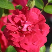 Heirloom Roses Red Rose Plant - Hunter Rugosa Rose Bush
