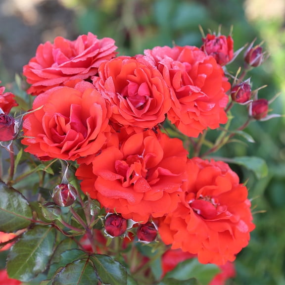 Heirloom Roses Red Rose Plant - Remembrance English Legend - Live Red Rose Bush