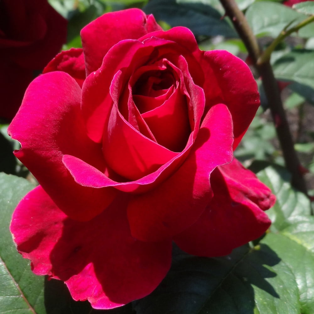 David Austin Heirloom Roses - Tess of d'Urbervilles Red Rose Plant