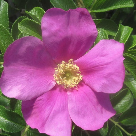 Heirloom Roses - Rosa Rugosa Rugosa Rose Plant