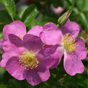 Heirloom Roses Rosalina Rugosa Rose Bush Live plant