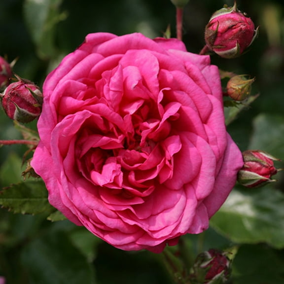 Heirloom Roses Rose Bush - Arborose® Laguna Climbing Roses , Live Rose Plant