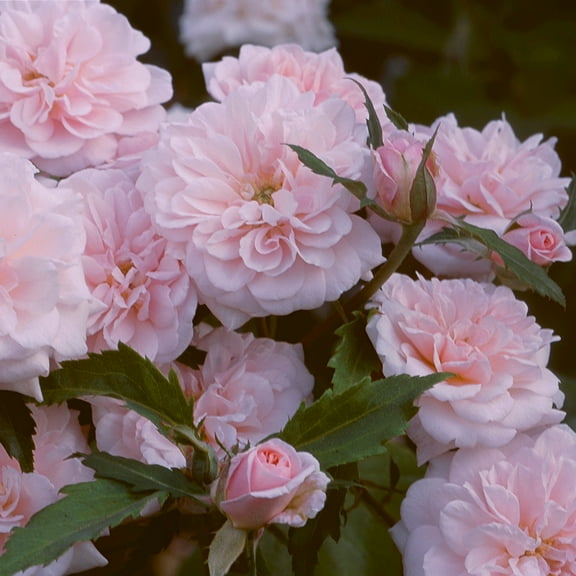 Heirloom Roses Rose Bush - Ccile Brnner Polyantha , Live Rose Plant