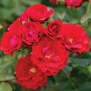 Heirloom Roses Rose Bush - Cherry Frost  Climbing Roses - Red Climbing Rose