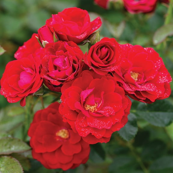 Heirloom Roses Rose Bush - Cherry Frost Climbing Roses - Red Climbing Rose
