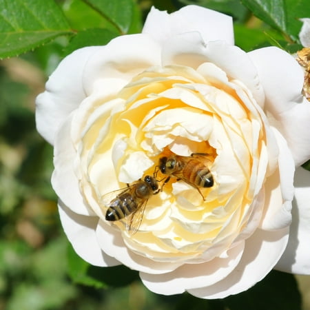 Heirloom Roses Rose Bush - Cloud 10™ White Climbing Rose , Live Rose Plant For Outdoor Planting