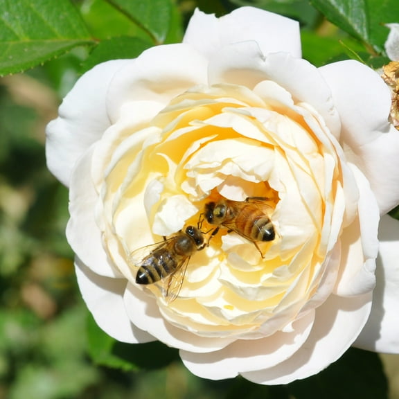 Heirloom Roses Rose Bush - Cloud 10™ White Climbing Rose , Live Rose Plant For Outdoor Planting