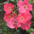 thumbnail image 1 of Heirloom Roses Rose Bush - Coral Meidiland® Landscape , Live Rose Plant, 1 of 2