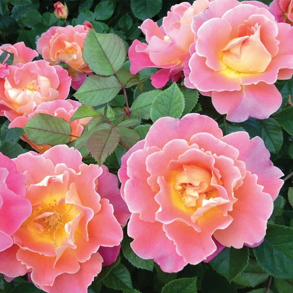 Heirloom Roses Rose Bush - Fruity Petals™ Climbing Roses , Live Rose Plant