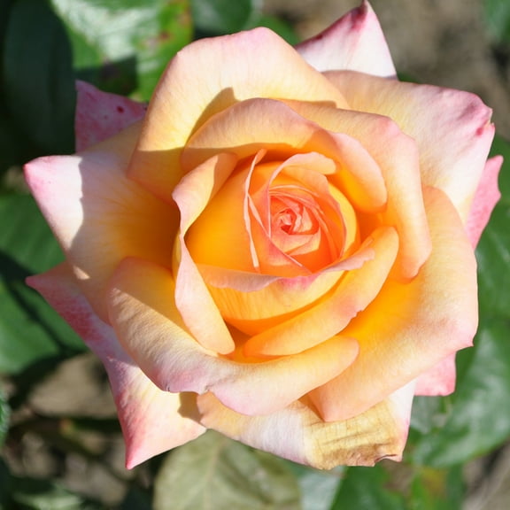 Heirloom Roses Rose Bush - Glowing Peace™ Grandiflora , Live Rose Plant
