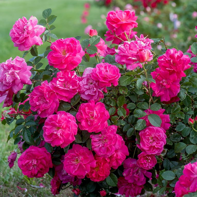 Heirloom Roses Pink Climbing Rose Bush Live Plant, Highwire Flyer Heirloom Roses Pink Climbing Rose Bush Live Plant, Highwire Flyer