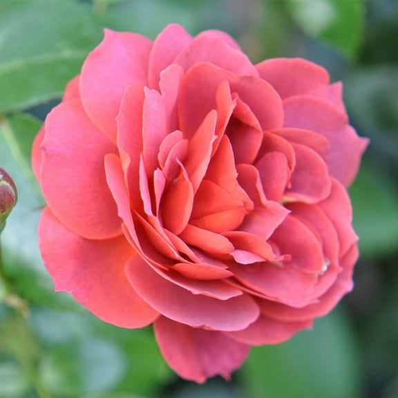 Heirloom Roses Rose Bush - Hot Cocoa Floribunda Orange Rose Plant