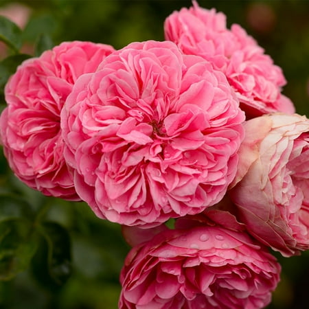 Heirloom Roses Rose Bush - Leonardo Da Vinci® Shrub , Live Rose Plant