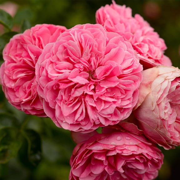 Heirloom Roses Rose Bush - Leonardo Da Vinci® Shrub , Live Rose Plant