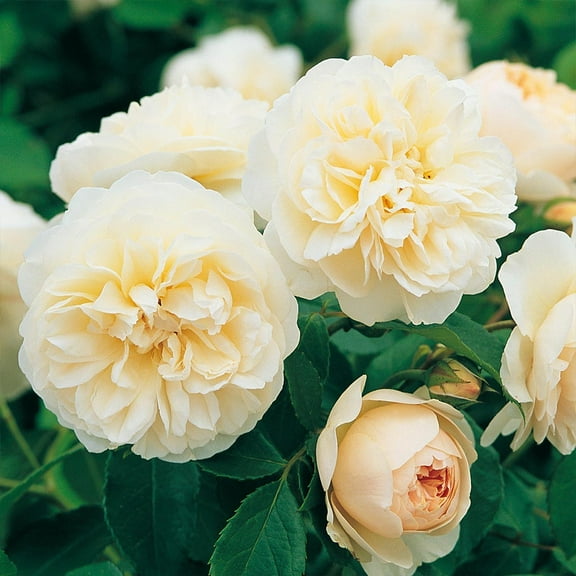 Heirloom Roses Rose Bush - Lichfield Angel David Austin , White Live Rose Plant