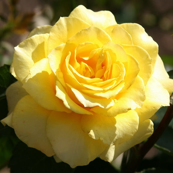 Heirloom Roses Rose Bush - Mellow Yellow Hybrid Tea , Live Rose Plant