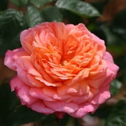 Heirloom Roses Rose Bush Multi Color Shrub